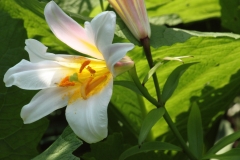 Perfect in White - Rod L.