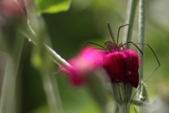 Tiny Resident - Rod L.