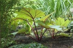 Ornamental Rhubarb - Rod L.