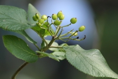 Berry Delightful - Rod L.