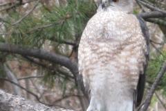 A Special Resident - DMD