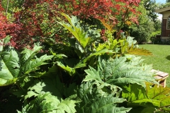 Ornamental Rhu & Barberi - Rod L.