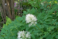 Actaea rubra (Baneberry)
