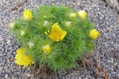 Adonis vernalis (Spring Adonis)