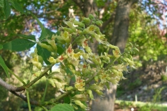 Aesculus glabra (Ohio Buckeye)