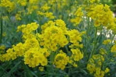 Alyssum montanum (Mountain Alyssum)