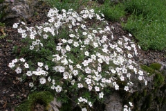 Androsace villosa