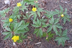 Anemone ranunculoides