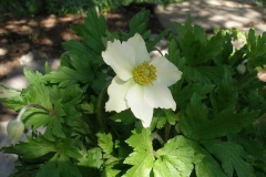 Anemone sylvestris (Windflower)