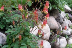 Aquilegia canadensis (Wild Columbine)