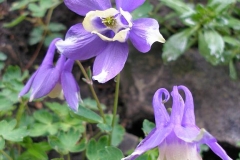 Aquilegia glandulosa