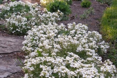 Arabis caucasica 'Snowcap' (Rockcress)