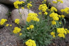 Aurinia saxitale (Perennial Alyssum)