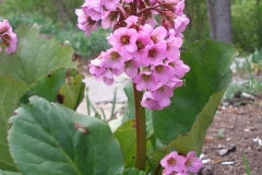 Bergenia cordifolia (Elephant Ears)