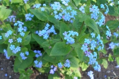 Brunnera macrophylla (Siberian Bugloss)