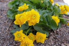 Caltha palustris 'Flore Pleno' (Double Marsh Marigold)