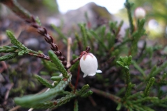 Cassiope mertensiana (White Mountain Heather)
