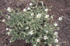 Cerastium alpinum (Alpine Mouse Ears)