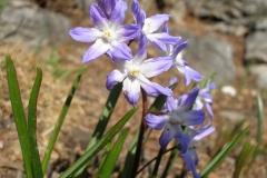 Chionodoxa forbesii (Glory of the Snow)
