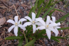 Chionodoxa forbesii white
