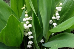 Convallaria majalis (Lily of the Valley)