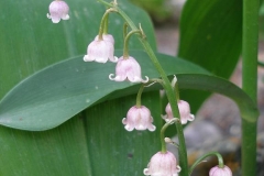 Convallaria majalis rosea (Lily of the Valley)