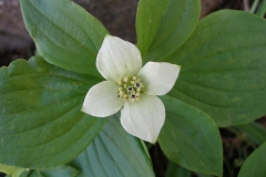 Cornus canadensis (Bunchberry)