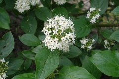 Cornus sericea (Dogwood)