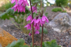 Cortusa matthiola [Alpine Bells]