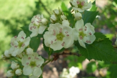 Crataegus laevigata (Hawthorn tree)