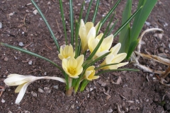 Crocus sp.