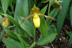 Cypripedium parviflorum (Lady's Slipper Orchid)