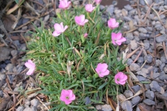 Dianthus microlepis