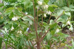 Disporum trachycarpum (Rough Fairy Bells)