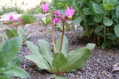 Dodecatheon alpinum (Shooting Star)