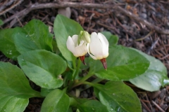 Dodecatheon dentatum (Shooting Star)