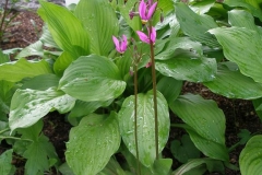 Dodecatheon meadia (Shooting Star)