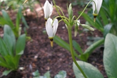 Dodecatheon meadia alba (Shooting Star)