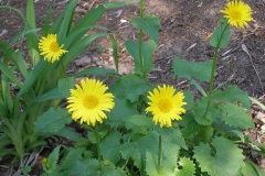 Doronicum orientale (Leopard's Bane)