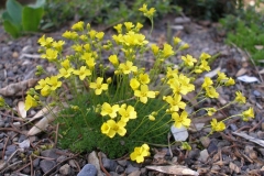 Draba rigida