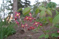 Epimedium x youngianum 'Niveum' (Bishop's Hat)