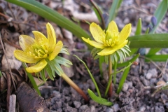 Eranthus hymenalis (Winter Aconite)