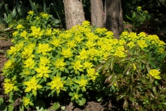Euphorbia polychroma (Cushion Spurge)