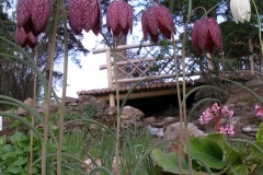 Fritillaria meleagris (Checkered Fritillary)