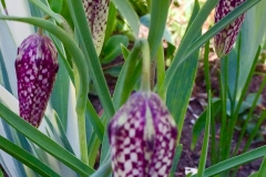 Fritillaria meleagris