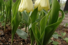 Fritillaria pallidiflora