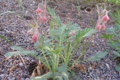 Geum triflorum (Three-flowered Avens)