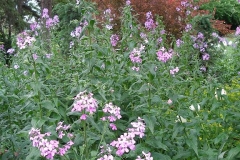 Hesperis matronalis (Sweet Rocket)