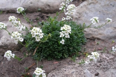 Hutchinsia alpina (Chamois Cress)