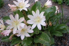 Lewisia tweedyi